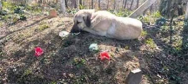Dog runs away from home every day to mourn at his owner's grave