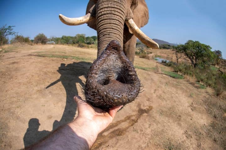 Do Elephants Think Humans Are Cute - Here Is The Truth