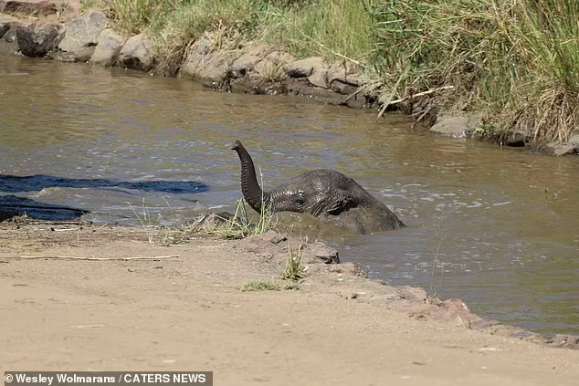 Elephants Gather Around The Herd To Save Baby From Falling Into A Deep River 1