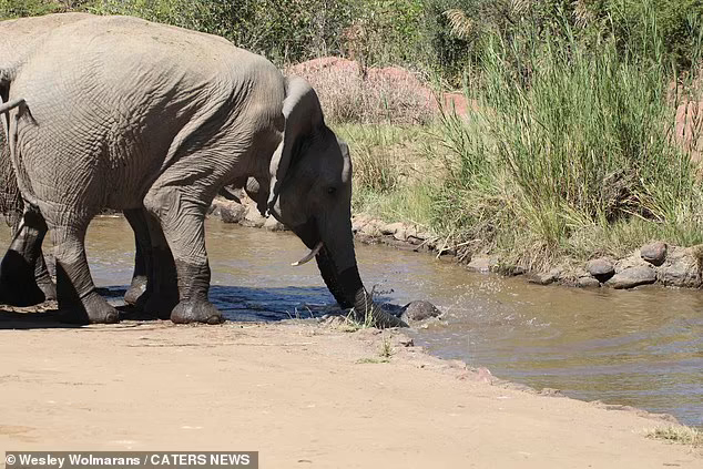 Elephants Gather Around The Herd To Save Baby From Falling Into A Deep River 2