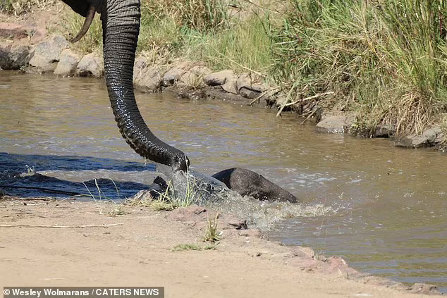 Elephants Gather Around The Herd To Save Baby From Falling Into A Deep River 3