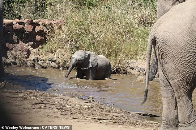 Elephants Gather Around The Herd To Save Baby From Falling Into A Deep River 4