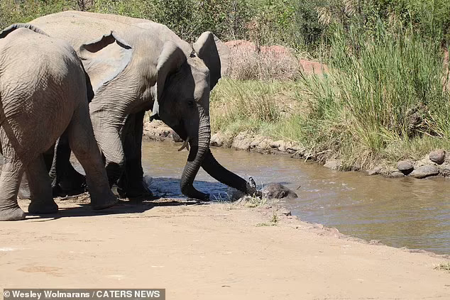 Elephants Gather Around The Herd To Save Baby From Falling Into A Deep River 5