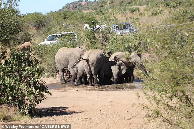Elephants Gather Around The Herd To Save Baby From Falling Into A Deep River 6