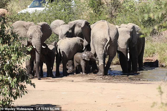 Elephants Gather Around The Herd To Save Baby From Falling Into A Deep River 7