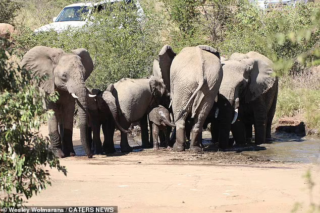 Elephants Gather Around The Herd To Save Baby From Falling Into A Deep River 9