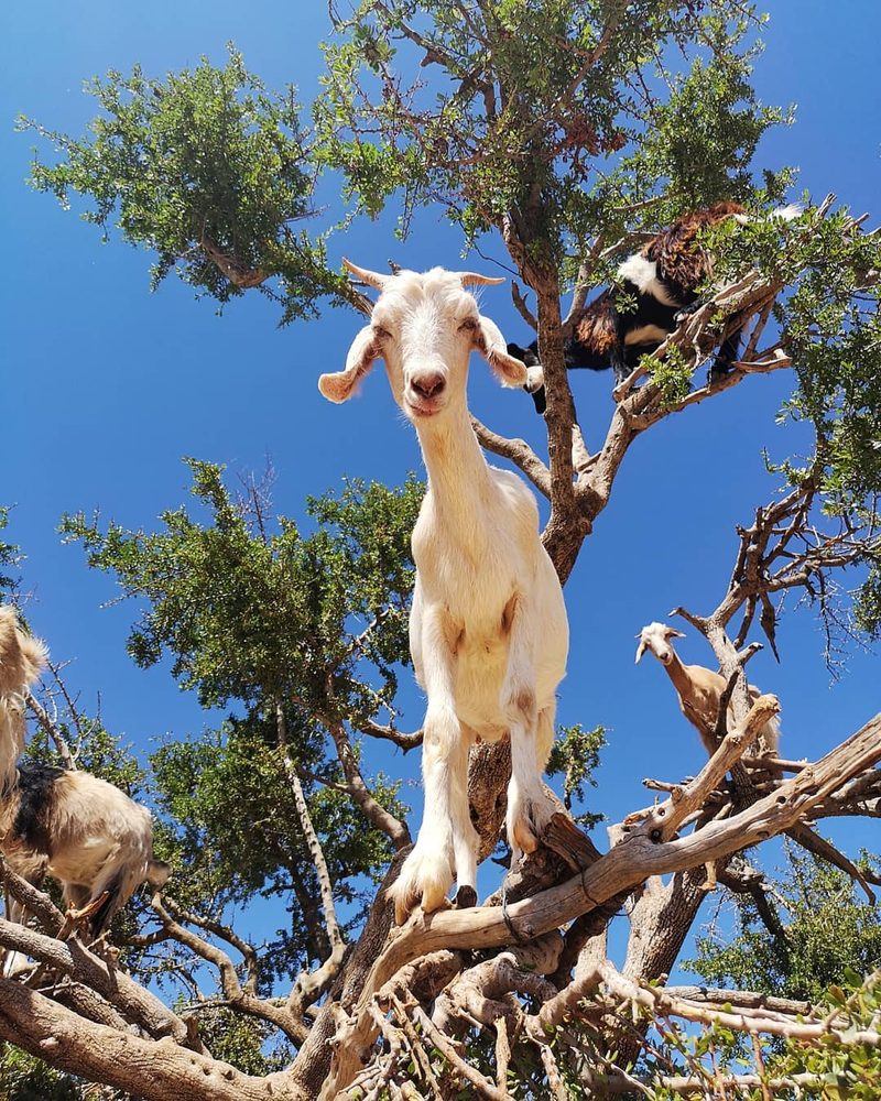 Witnessing tree-climbing goats in Morocco is an unforgettable experience that can ɩeаⱱe anyone amazed