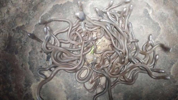 Hãi hùng phát hiện tổ rắn hổ mang hơn 100 con trong phòng khách