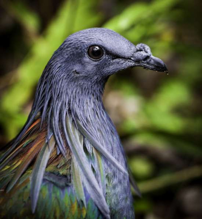 Howeʋer, the gorgeous pigeon is now Ƅeing threatened with extinction.