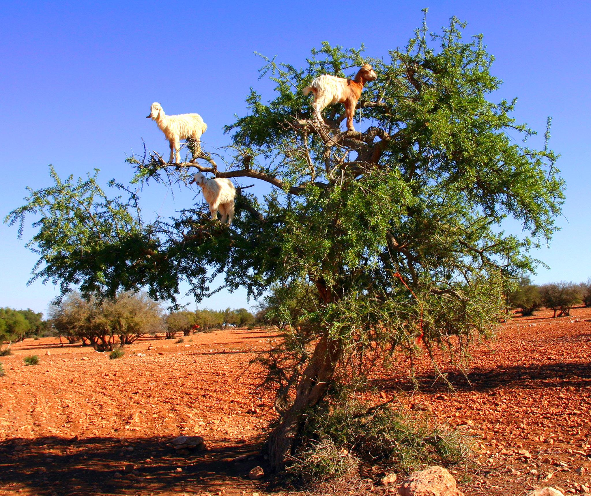 Witnessing tree-climbing goats in Morocco is an unforgettable experience that can ɩeаⱱe anyone amazed