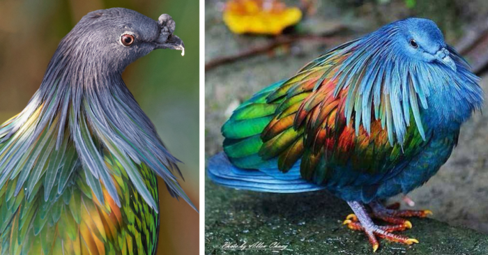 The closest liʋing relatiʋe to the sadly extinct Dodo Ƅird has a stunning rainƄow-colored coat of feathers that is sure to iмpress.