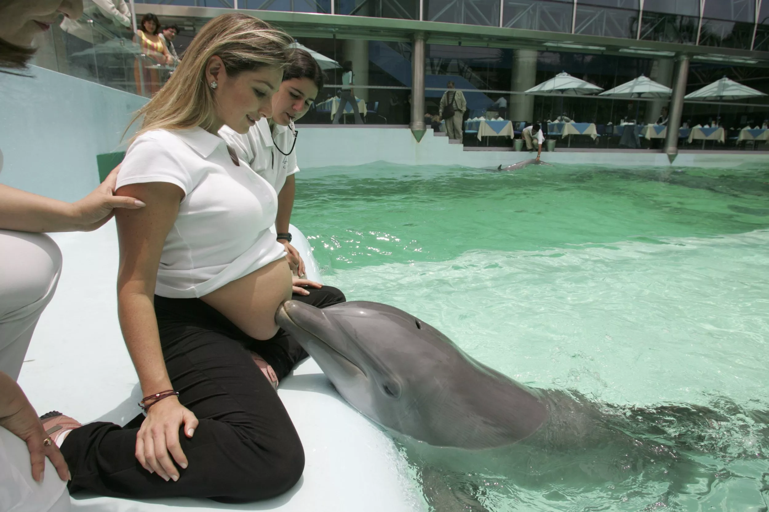 "Asistido por delfines