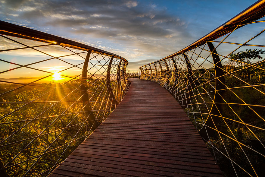 This Canopy Walkway Lets You Walk AƄoʋe The Trees In Cape Town