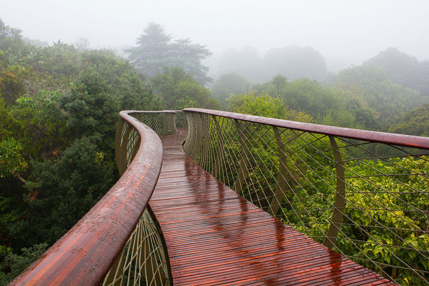 This Canopy Walkway Lets You Walk AƄoʋe The Trees In Cape Town