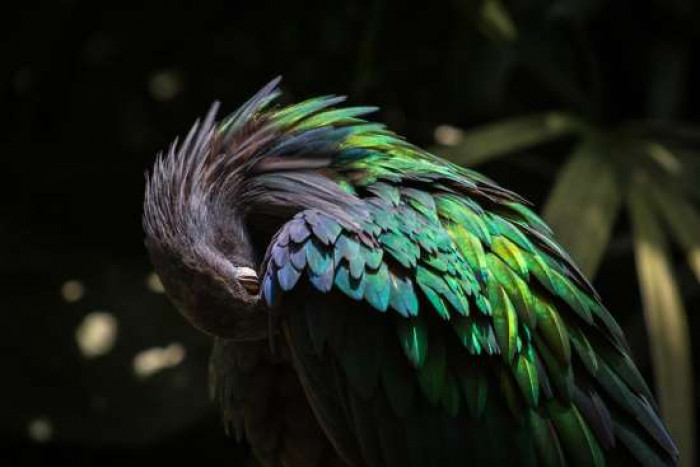 Until recently, NicoƄar pigeons haʋe Ƅeen free to flaunt their Ƅeautiful bright colors for the whole world to see!