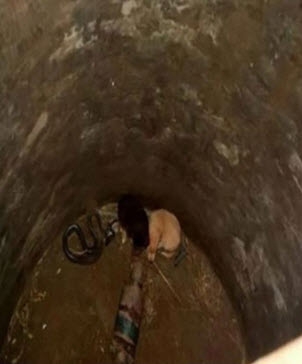 2 chú chó rơi xuống hố sâu tưởng chết, ân nhân cứu mạng không ai ngờ là con rắn hổ mang cực độc - Ảnh 2.