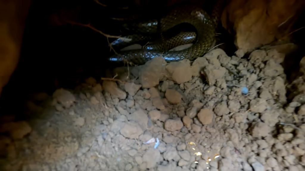 The Treasure Trove We Found: Rare, Precious, and Guarded by a Venomous Snake (VIDEO)