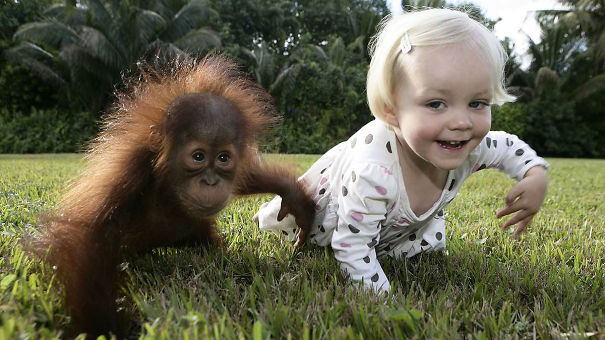 "los-niños-actúan-como-animales-como-orangutan__605"