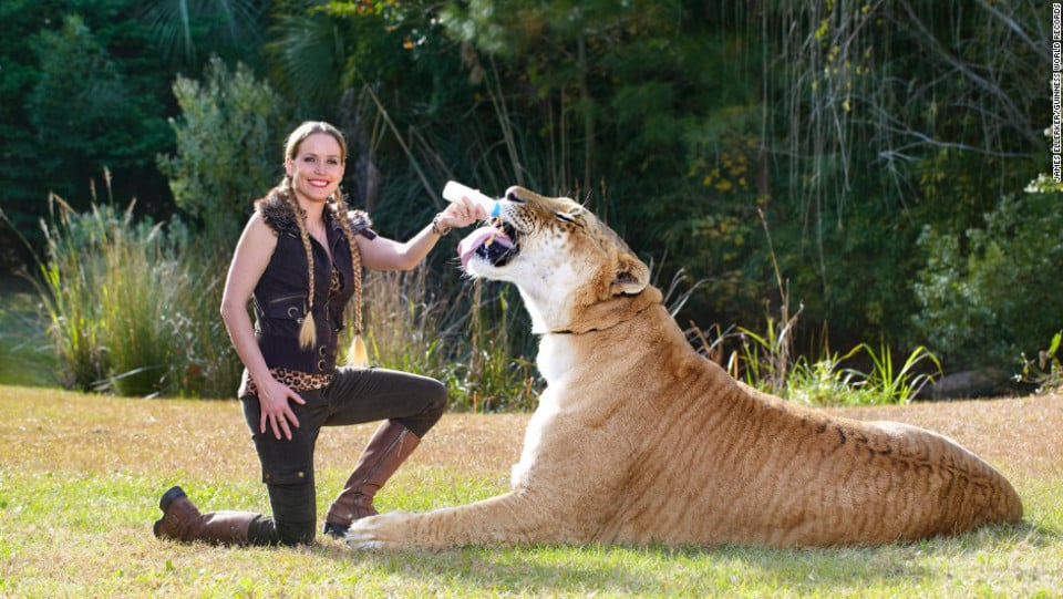 Liger Hercules | The Biggest Cat in the World | Reckon Talk