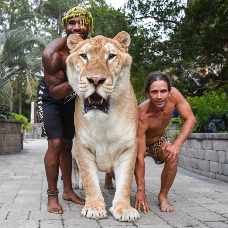 World's Biggest Cat Hercules, A Liger (lion/tiger Mix), Is… Flickr | Biggest Cat In The World Liger | honeyƄunny.ca
