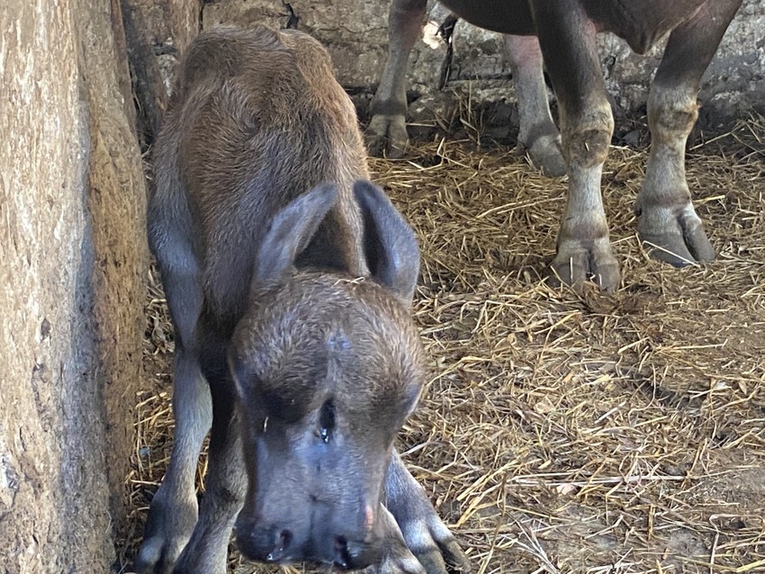 Una madre búfala da a luz a una cría con 2 cabezas, 2 bocas y 2 narices. Foto 3