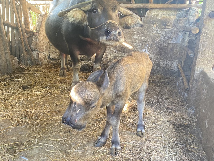Una madre búfala da a luz a una cría con 2 cabezas, 2 bocas y 2 narices.Foto 2