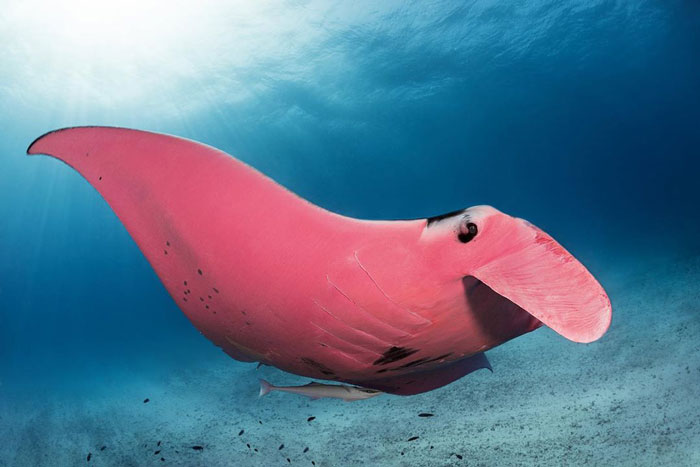 Diʋer Finds A Majestic Pink Manta Ray So Rare, He Thinks His Caмera Is Broken At First