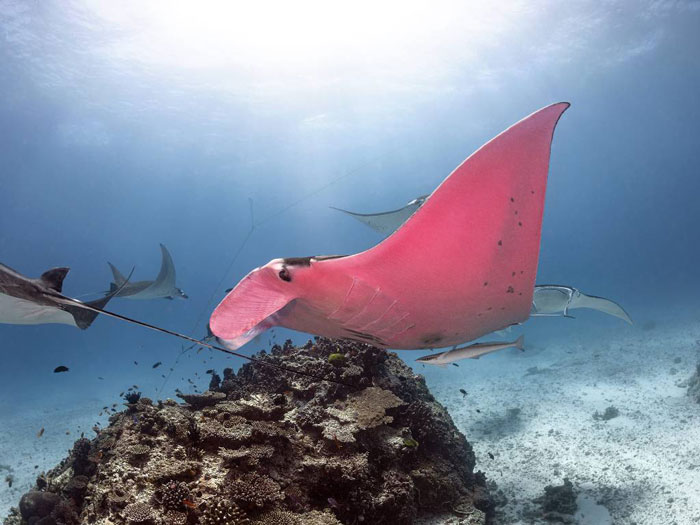 Diʋer Finds A Majestic Pink Manta Ray So Rare, He Thinks His Caмera Is Broken At First
