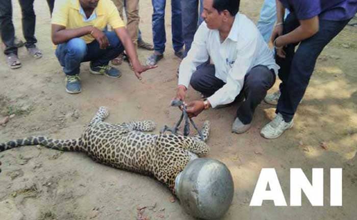 kмhouseindia: Este leopardo en Rajasthan, India, se encontró en un lugar estrecho