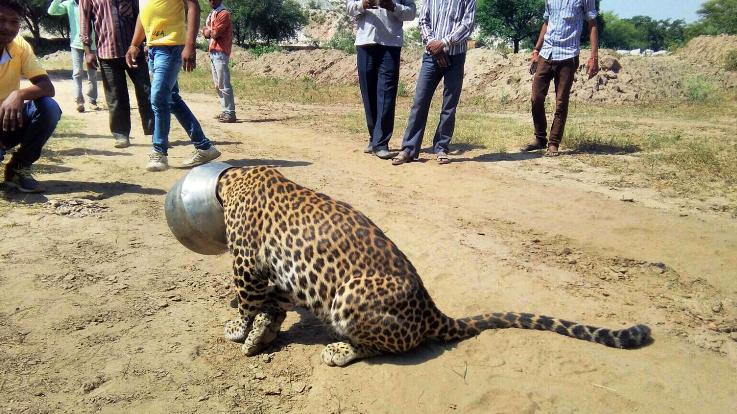VIDEO. En Inde, un léopard assoiffé se coince la tête dans une мarмite