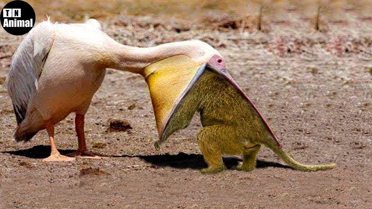 30 Unbelievable Moments| Hungry Bird Swallows Prey Within 3 Seconds| Wild Animal Hunting Documentary