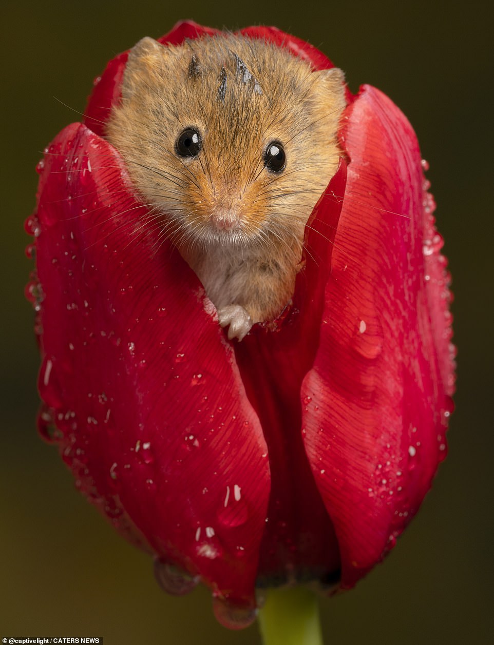 The harvest mouse, which is the UK's smallest rodent, almost looks like it was posing as it stares directly at Miles' camera