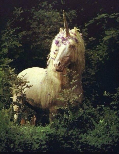 elfofthewoodlandrealm | Unicorn pictures, Mythological creatures, Mythical creatures