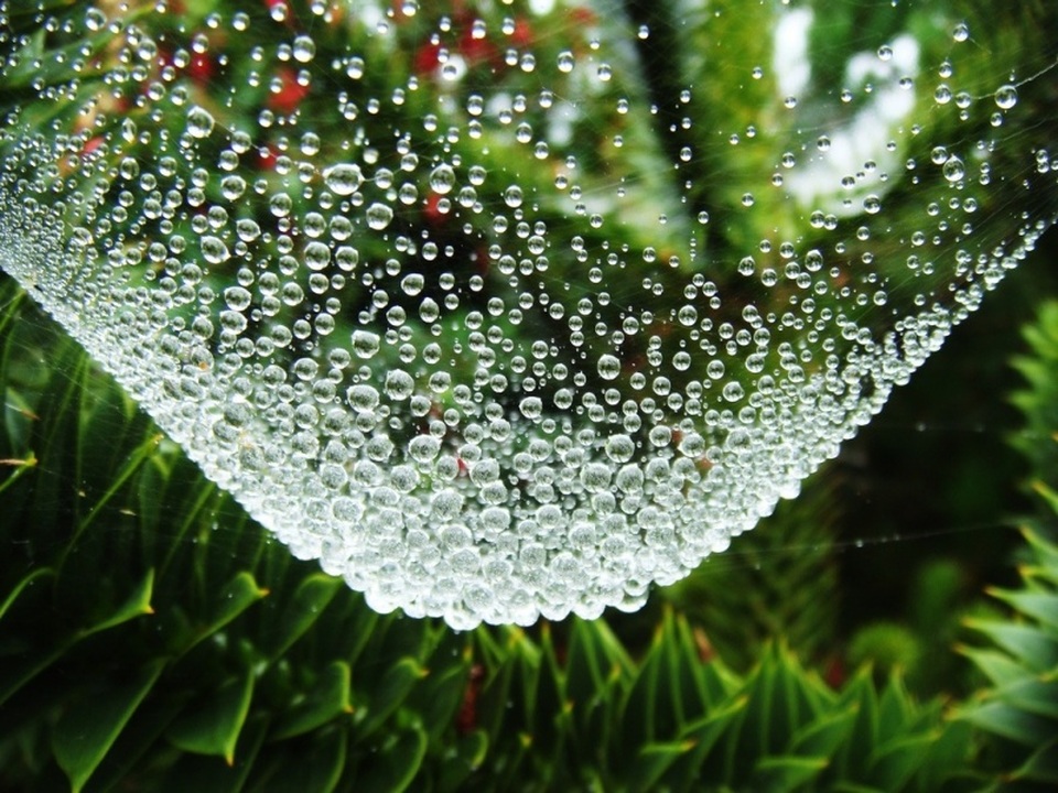 Khoảnh khắc tuyệt đẹp này là mạng nhện đọng nước sau cơn mưa.