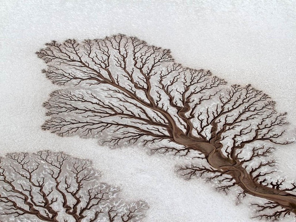Đây có phải cái cây? Thực ra đó là hình dạng giống cây ở sa mạc Baja California (Mexico), hình thành trên cát.