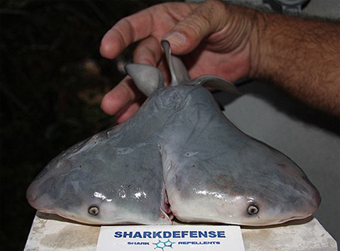 Con cá mập hai đầu trông khá kỳ dị này xuất hiện ở vùng vịnh Mexico