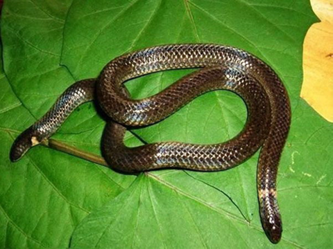 Một con rắn hai đầu được tìm thấy ở Việt Nam
