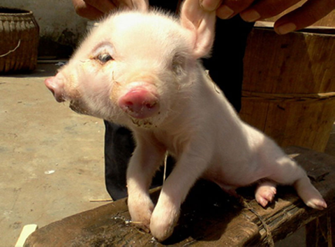 Lợn hai đầu ở Trung Quốc