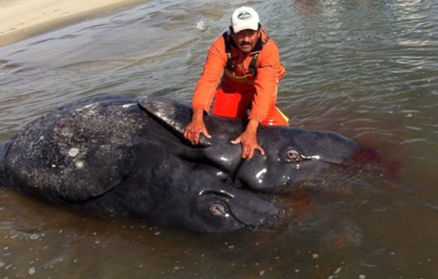 Cá voi xám 2 đầu đầu tiên trên thế giới