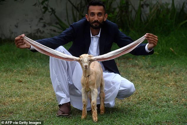 Simba was born in the middle of June in Karachi, Pakistan, with lengthy ears that stretched 19 inches