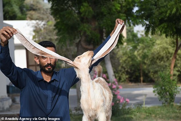 Simbi's breeder, Mohammad Hassan Narejo, showed off the little goat's impressive wingspan