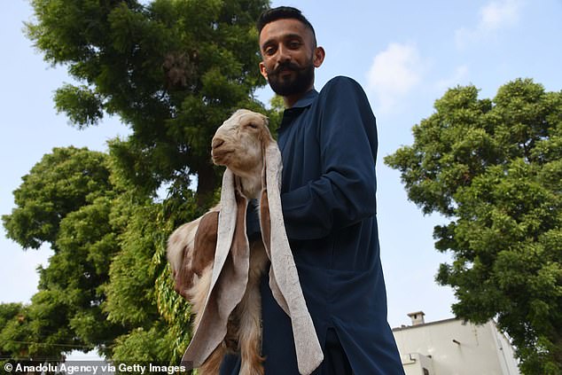 Narejo works in the air traffic control department of Karachi airport, but his passion is goat breeding