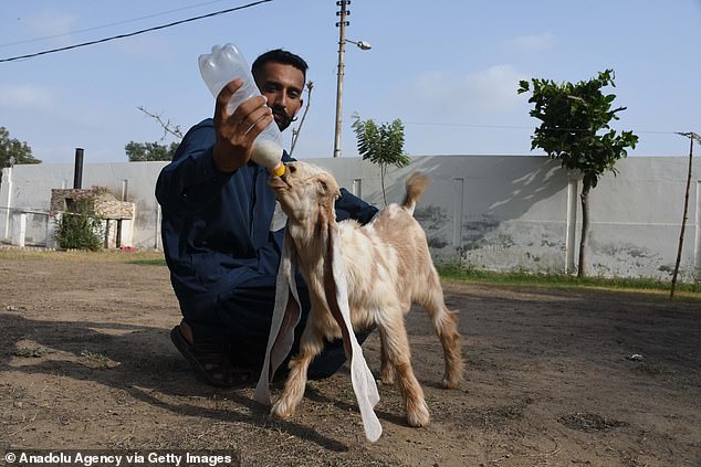 The expert breeder hand-rears his animals on a diet of milk, which he feeds them three-times a day