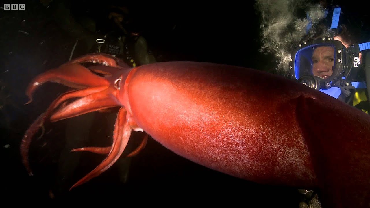 "nadando-con-un-calamar-de-humboldt-mortal-60-bbc-earth-youtube"