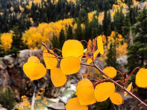 Ngắm mùa thu kỳ diệu trên đỉnh Rocky Mountain - Ảnh 8.
