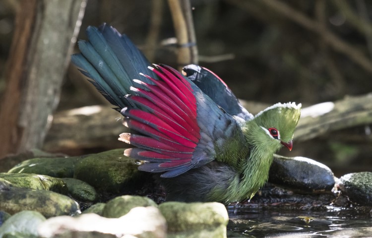 "https://amazinges.com/wp-content/uploads/2024/07/knysna-turaco-2.jpg"